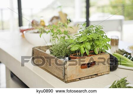 Close-up of basil plant in the kitchen View Large Photo Image Stock Image - Close-up of basil plant in the kitchen. Fotosearch