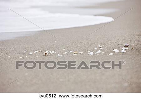 Shells on the beach View Large Photo Image Stock Image - Shells on the beach. Fotosearch
