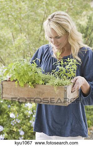 Woman carrying a crate of plants View Large Photo Image Stock Photo - Woman carrying a crate of plants. Fotosearch