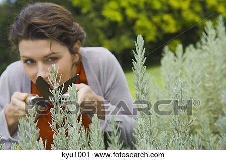 Woman trimming plants View Large Photo Image Stock Image - Woman trimming plants. Fotosearch