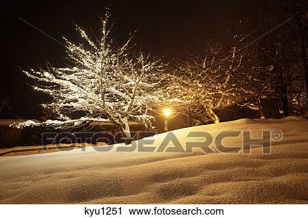 Snow covered trees in Courchevel, Alps, France View Large Photo Image Stock Image - Snow covered trees in Courchevel, Alps, France. Fotosearch