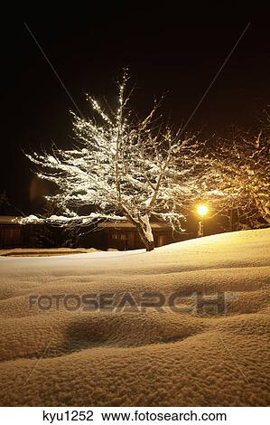 Stock Image - Snow covered trees in Courchevel, Alps, France. Fotosearch