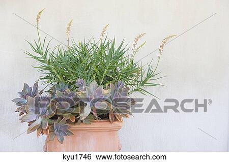 Close-up of a potted plant View Large Photo Image Stock Photograph - Close-up of a potted plant. Fotosearch
