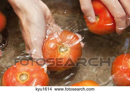 Picture - Close-up of a woman's hand washing tomatoes. Fotosearch