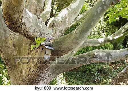 Close-up of birdhouse on a tree View Large Photo Image Stock Photo - Close-up of birdhouse on a tree. Fotosearch