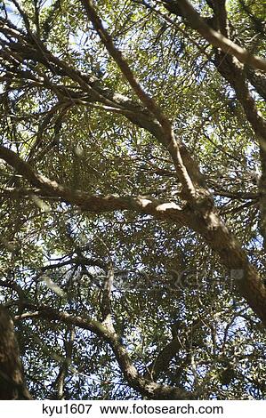 Stock Photo - Low angle view of trees. Fotosearch