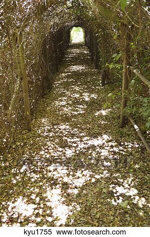 Narrow path passing through a tunnel View Large Photo Image Stock Photography - Narrow path passing through a tunnel. Fotosearch