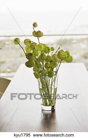 Stock Photography - Plant in a glass. Fotosearch