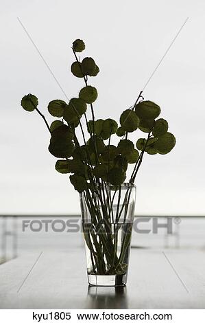 Stock Photography - Plant in a glass. Fotosearch