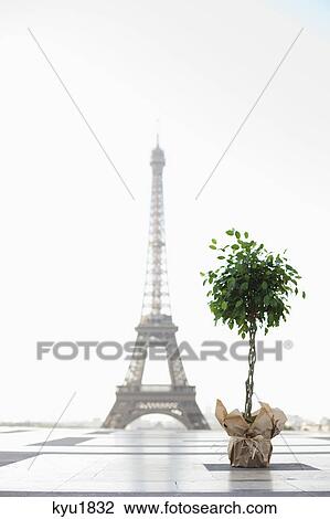 Stock Image - Plant with the Eiffel Tower in the background, Paris, Ile-de-France, France. Fotosearch