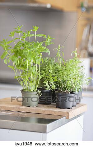 Stock Photograph - Assorted herbal plants. Fotosearch