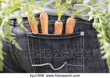 Carrots in the pocket of a man View Large Photo Image Stock Photo - Carrots in the pocket of a man. Fotosearch