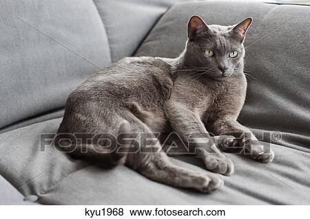 Cat lying on a couch View Large Photo Image Stock Photo - Cat lying on a couch. Fotosearch