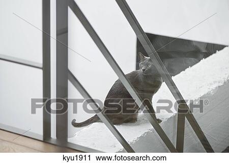Stock Image - Cat sitting on the ledge of a wall. Fotosearch