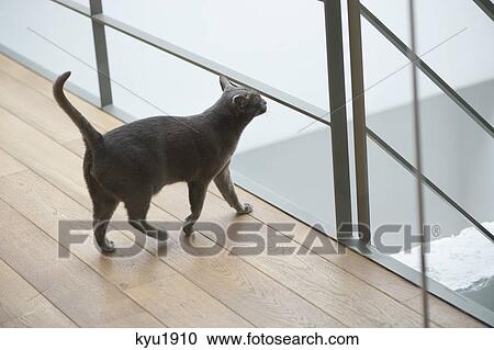 Cat walking on a hardwood floor View Large Photo Image Stock Image - Cat walking on a hardwood floor. Fotosearch
