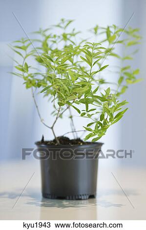Close-up of a basil herbal plant View Large Photo Image Stock Image - Close-up of a basil herbal plant. Fotosearch
