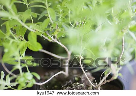 Stock Photo - Close-up of a basil herbal plant. Fotosearch