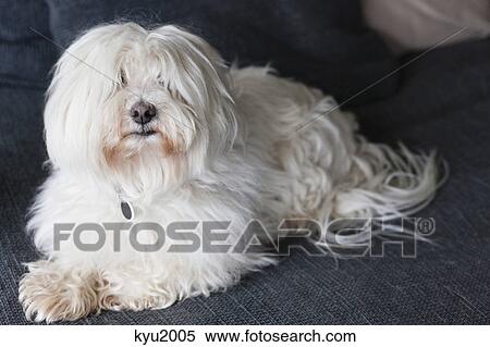Stock Photography - Close-up of a hairy dog at home. Fotosearch