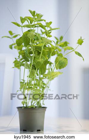 Stock Photography - Close-up of a mint herbal plant. Fotosearch
