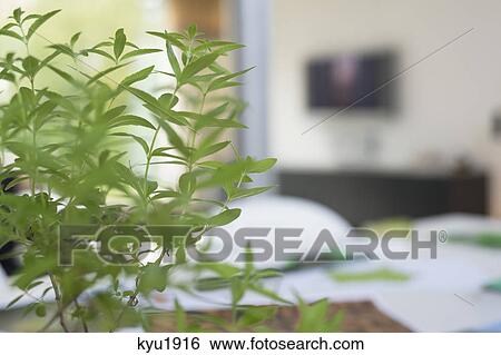Stock Photograph - Close-up of a plant. Fotosearch