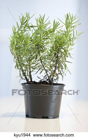 Picture - Close-up of a rosemary herbal plant. Fotosearch