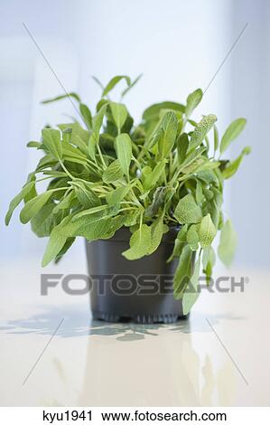Stock Image - Close-up of a sage herbal plant. Fotosearch