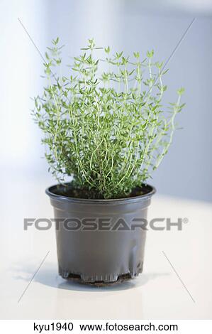 Close-up of a thyme herbal plant View Large Photo Image Stock Image - Close-up of a thyme herbal plant. Fotosearch
