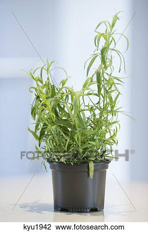 Stock Image - Close-up of a verbena herbal plant. Fotosearch