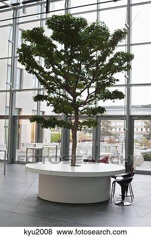 Tree growing on a table in an office lobby View Large Photo Image Stock Photo - Tree growing on a table in an office lobby. Fotosearch