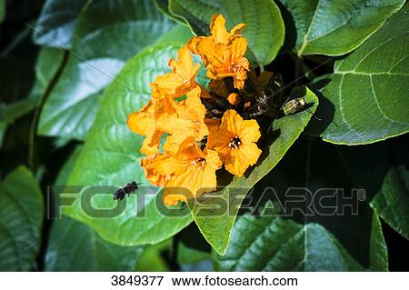A bee flying to a orange flower, Saline's beach, Martinique, France View Large Photo Image Stock Photo - A bee flying to a orange flower, Saline's beach, Martinique, France. Fotosearch