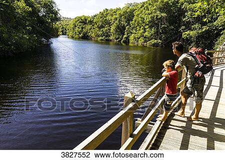 Stock Image - A father and his son on a wooden path on the Saint-Louis's river, Marie-Galante, Guadeloupe, France. Fotosearch