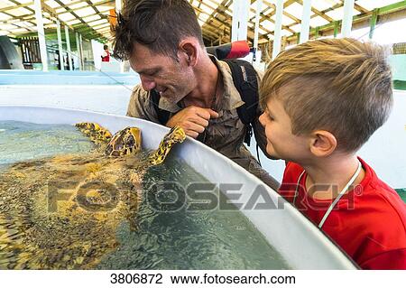 A father with his son are observing one turtle, Oldhegg Turtle Sanctuary, Bequia, Saint-Vincent et les Grenadines, West Indies View Large Photo Image Stock Image - A father with his son are observing one turtle, Oldhegg Turtle Sanctuary, Bequia, Saint-Vincent et les Grenadines, West Indies. Fotosearch
