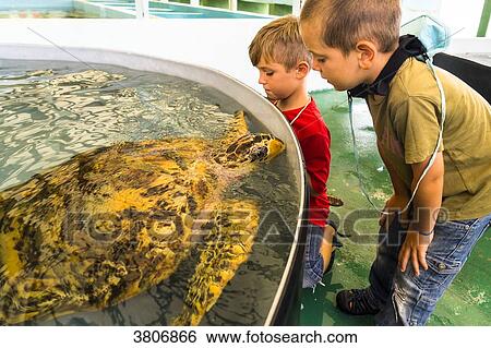 A father with his son are observing one turtle, Oldhegg Turtle Sanctuary, Bequia, Saint-Vincent et les Grenadines, West Indies View Large Photo Image Stock Photograph - A father with his son are observing one turtle, Oldhegg Turtle Sanctuary, Bequia, Saint-Vincent et les Grenadines, West Indies. Fotosearch
