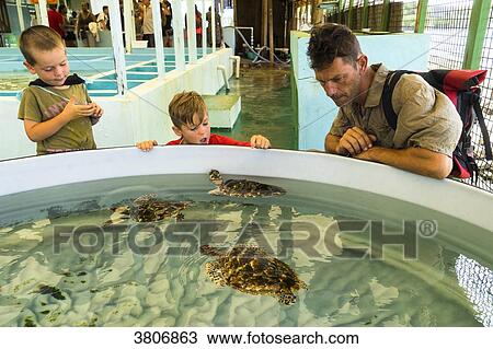 Stock Image - A father with his two sons are observing three young turtles, Oldhegg Turtle Sanctuary, Bequia, Saint-Vincent et les Grenadines. Fotosearch