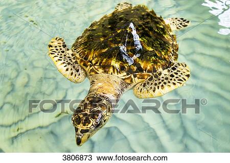 A green turtle in a basin, Oldhegg Turtle Sanctuary, Bequia, Saint-Vincent et les Grenadines, West Indies View Large Photo Image Stock Image - A green turtle in a basin, Oldhegg Turtle Sanctuary, Bequia, Saint-Vincent et les Grenadines, West Indies. Fotosearch