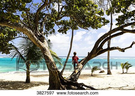 Stock Photo - A kid on a tree looking at the sea, Capesterre, Marie-Galante, Guadeloupe, France. Fotosearch