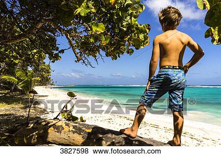 A kid on a tree looking at the sea, Capesterre, Marie-Galante, Guadeloupe, France View Large Photo Image Stock Photo - A kid on a tree looking at the sea, Capesterre, Marie-Galante, Guadeloupe, France. Fotosearch