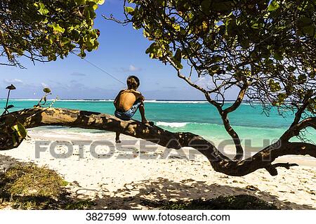 A kid on a tree looking at the sea, Capesterre, Marie-Galante, Guadeloupe, France View Large Photo Image Stock Photo - A kid on a tree looking at the sea, Capesterre, Marie-Galante, Guadeloupe, France. Fotosearch