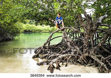 A kid sitting on a mangrove treetrou cochon, Martinique, France View Large Photo Image Picture - A kid sitting on a mangrove treetrou cochon, Martinique, France. Fotosearch