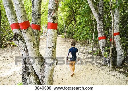 A kid walking among manchineel, a toxic tree marked with a red line, Anse Mabouya, Sainte-Luce, Martinique, France View Large Photo Image Stock Photo - A kid walking among manchineel, a toxic tree marked with a red line, Anse Mabouya, Sainte-Luce, Martinique, France. Fotosearch