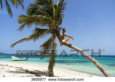 A man sitting on a coconut tree, Reserve, Tobago Cays, Saint-Vincent and the Grenadines, West Indies View Large Photo Image Stock Photo - A man sitting on a coconut tree, Reserve, Tobago Cays, Saint-Vincent and the Grenadines, West Indies. Fotosearch
