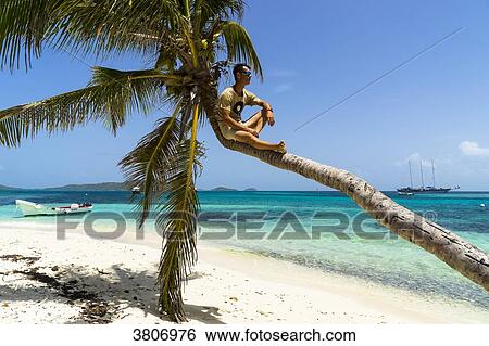 A man sitting on a coconut tree, Reserve, Tobago Cays, Saint-Vincent and the Grenadines, West Indies View Large Photo Image Stock Photograph - A man sitting on a coconut tree, Reserve, Tobago Cays, Saint-Vincent and the Grenadines, West Indies. Fotosearch