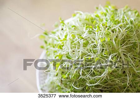 Alfafa seeds View Large Photo Image Stock Photo - Alfafa seeds. Fotosearch