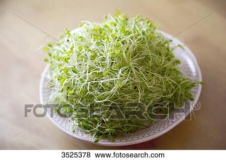 Stock Photo - Alfafa seeds. Fotosearch