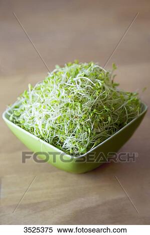 Alfafa seeds View Large Photo Image Stock Photography - Alfafa seeds. Fotosearch
