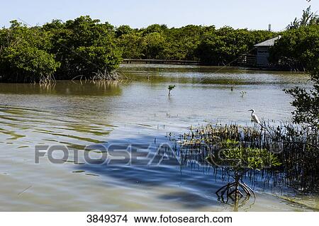 An egret at the Etang des Salines, a protected area, Martinique, France View Large Photo Image Picture - An egret at the Etang des Salines, a protected area, Martinique, France. Fotosearch