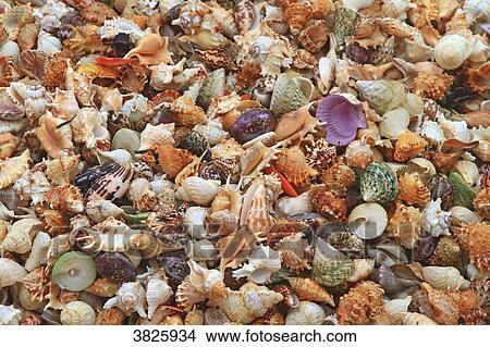 Asia, China, Shandong Province, Qingdao. Shells View Large Photo Image Picture - Asia, China, Shandong Province, Qingdao. Shells. Fotosearch