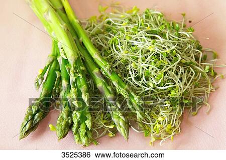 Asparagus, broccoli and alfafa seeds View Large Photo Image Stock Photograph - Asparagus, broccoli and alfafa seeds. Fotosearch
