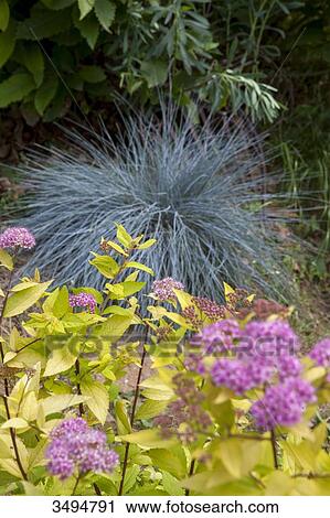 Stock Image - Association of a Golden princess Spireae and blue fescue. Fotosearch