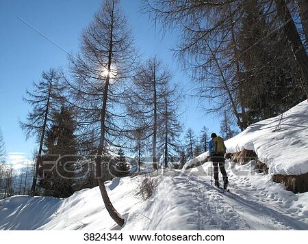 Austria, North Tirol, Seefeld, a lonely man is hiking with touring skis through a larches forest View Large Photo Image Picture - Austria, North Tirol, Seefeld, a lonely man is hiking with touring skis through a larches forest. Fotosearch